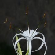Lukinlilja (lat. hymenocallis littoralis, engl. spider lily)